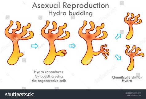 Hydra Budding Division Stages Budding Division Stock Vector (Royalty ...