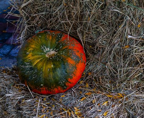 Green And Orange Pumpkin Free Stock Photo - Public Domain Pictures