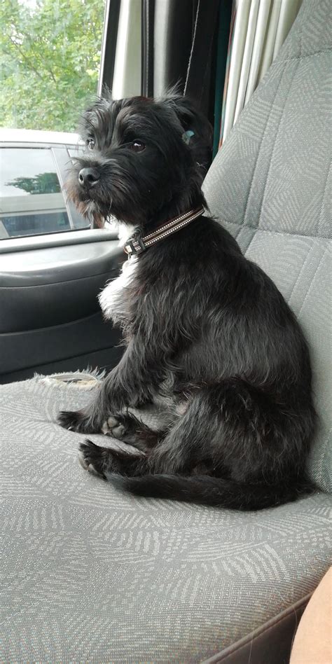 Border Terrier Schnauzer Mix