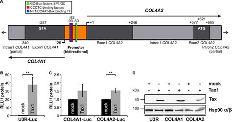 Frontiers Collagen Iv Col A Col A A Component Of The Viral