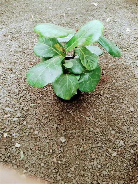 Ficus Lyrata Vivero Antofagasta