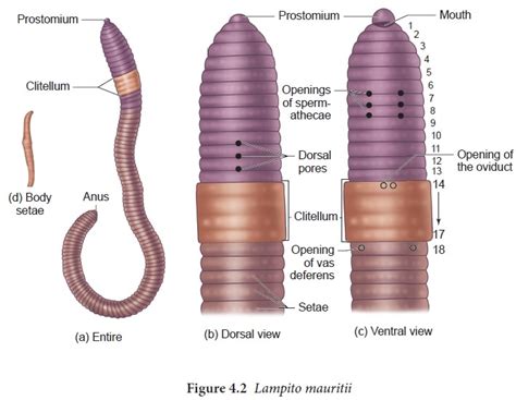 Earthworm Lampito Mauritii Morphology Anatomy Digestive System