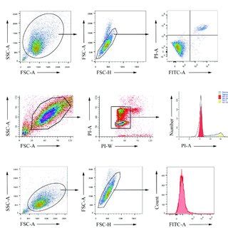 Figure A Flow Cytometry Gating Strategy A To Determine Cell