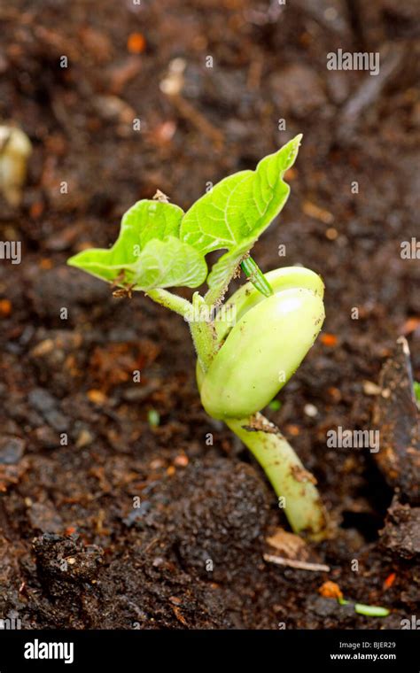 Una Planta De Frijol Germinado Crece A Partir De Una Semilla Fotograf A