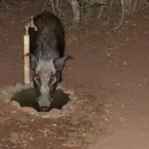 Bushpig - Facts, Diet, Habitat & Pictures on Animalia.bio