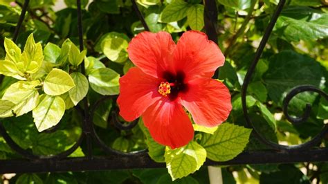 Why You Should Add A Hibiscus Flower To Your Hummingbird Feeder