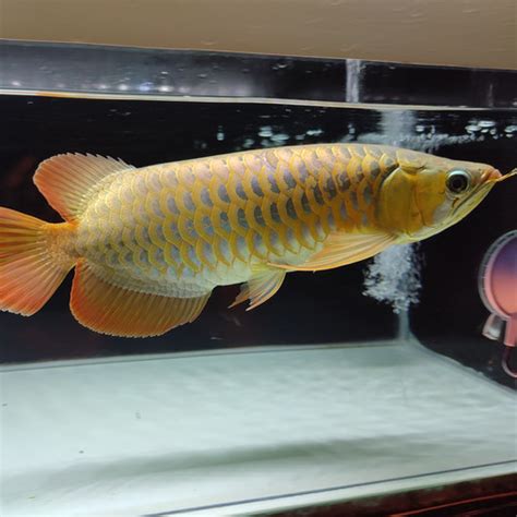 Jual Sr Arwana Super Red Arowana Merah Chili Blood Bluebase Ikan Kab