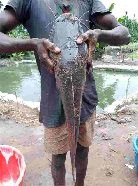 How To Start Fish Farming Business In Nigeria November 2023