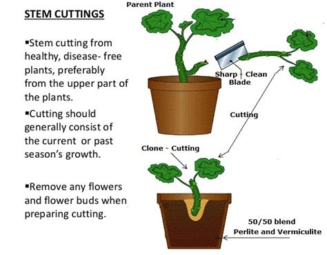 How to Propagate Plants With Stem Cuttings | luv2garden.com