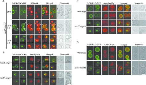 PtdIns 4 5 P 2 Positive Vesicles Co Localize With Vacuolar Markers A