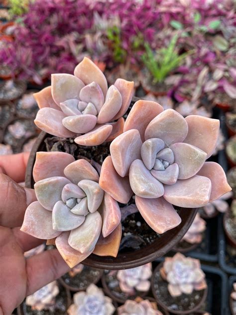 4 Graptopetalum Paraguayense Ghost Plant Etsy