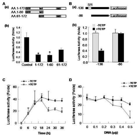 Sirna Decreases Tctp Mrna Expression And Increases The Oct