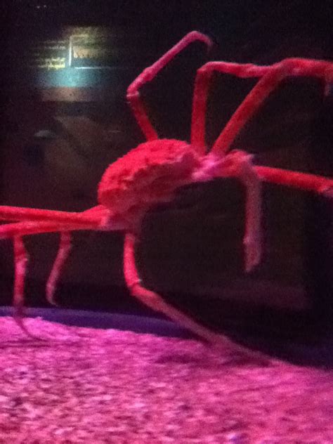 This Is The Biggest Crab In The World Big Crab Neon Signs Neon