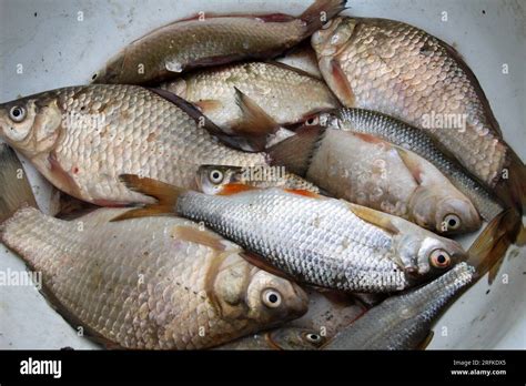 Fresh Fish From Freshwater Crucian Carp Roach Stock Photo Alamy