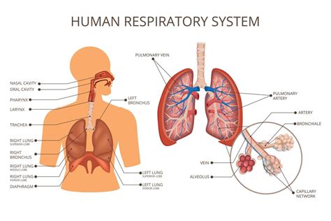 composición coloreada de los sistemas de órganos del cuerpo humano