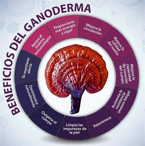 Beneficios Del Ganoderma Lucidum Organic Store