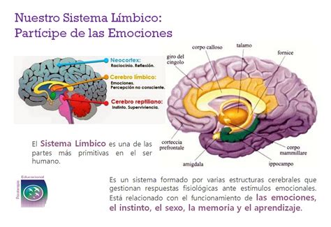 Psicoterapia Educacional Agosto 2015