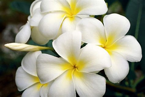 DIRECT FROM HAWAII Plumeria Tree Cutting Exotic Colorful - Etsy