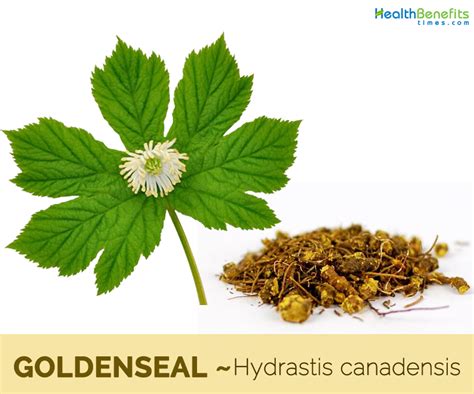 Goldenseal Facts And Health Benefits