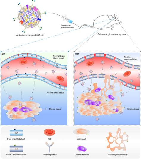 Schematic Illustration Of Active Tumor Targeted Drug Ncs That Penetrate Download Scientific