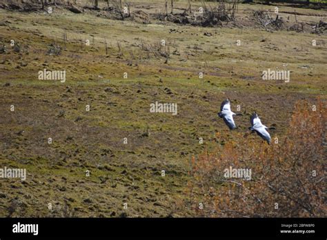 Black-necked cranes flying in the Phobjikha Valley, Bhutan Stock Photo ...