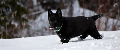 Black german shepherd breeding | Du Berger Noir