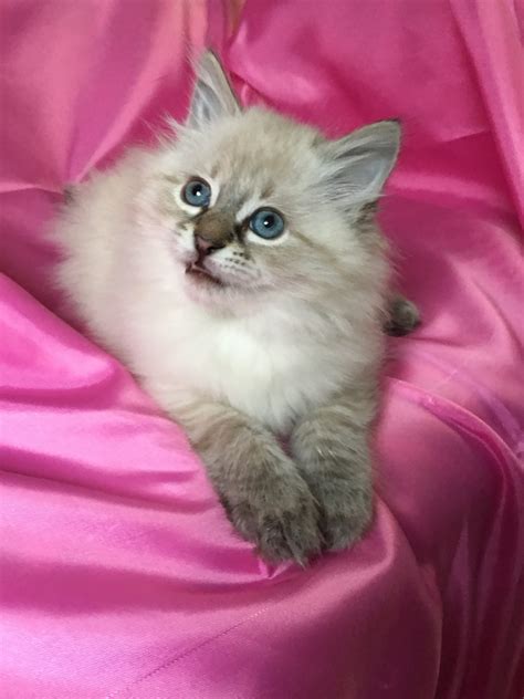 Kittens For Sale - Siberian Cats