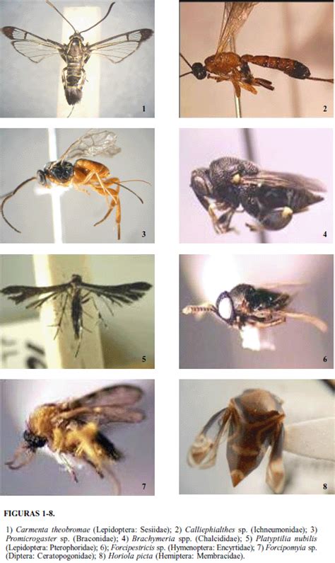 Hymenopteros Parasitoides De Insectos Asociados A Las Plantaciones De