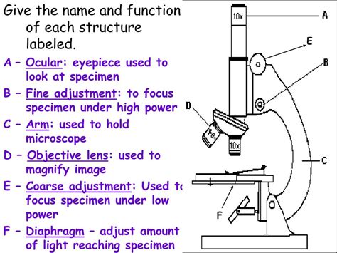 The Microscope Its Parts And Their Functions