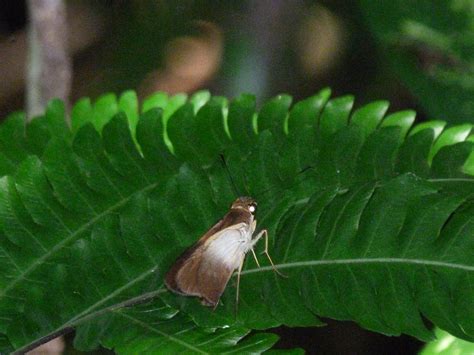 P Shy Saliana Saliana Longirostris Pico Bonito Lod Flickr