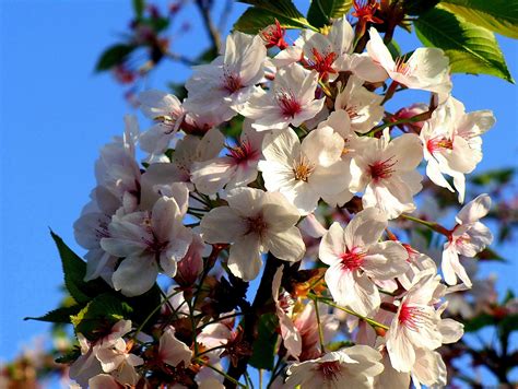 光朝の光を受ける山桜