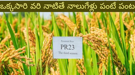 Pr Rice Variety