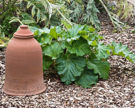 Caring For Rhubarb In Spring Back Gardener