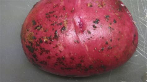 Rhizoctonia Black Scurf Of Potatoes Youtube