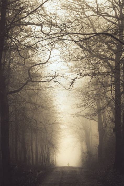 Un Sentier Forestier Sur Une Journ E Brumeuse Image Stock Image Du