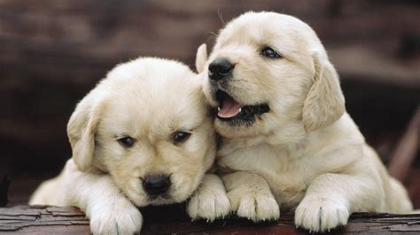 Cute Dogs Wallpapers - 4k, HD Backgrounds on WallpaperBat