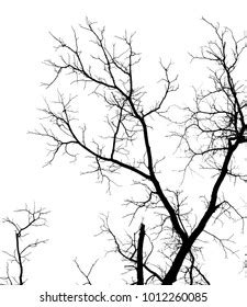 Naked Tree Branches On White Background Stock Photo 1012260085