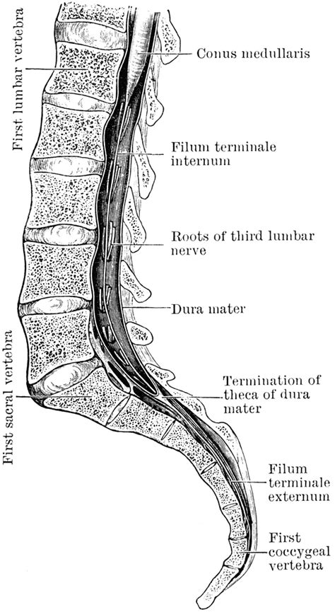 Visual Anatomy 視覚解剖学