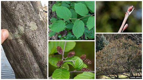 Dendrology Lab Quiz Id Characteristics Flashcards Quizlet