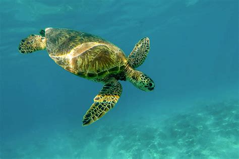 Sea Turtle Conservancy | racinezoo.org