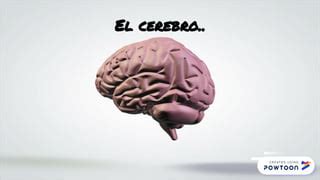 Datos Curiosos Del Cerebro PPT