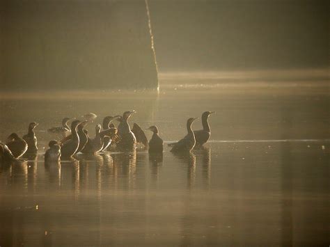 Serre Pon On Avant Le Recensement Des Oiseaux Deau Wetlands