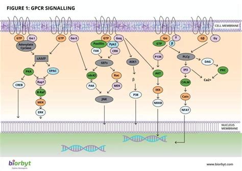 细胞信号通路详解之G蛋白偶联受体GPCR信号通路 搜狐大视野 搜狐新闻