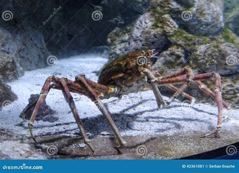 King Crab stock image. Image of ingredient, alaska, america - 42361081