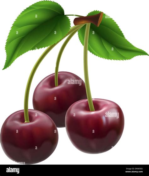 Illustration Of A Bunch Of Three Cherries Stock Vector Image And Art Alamy