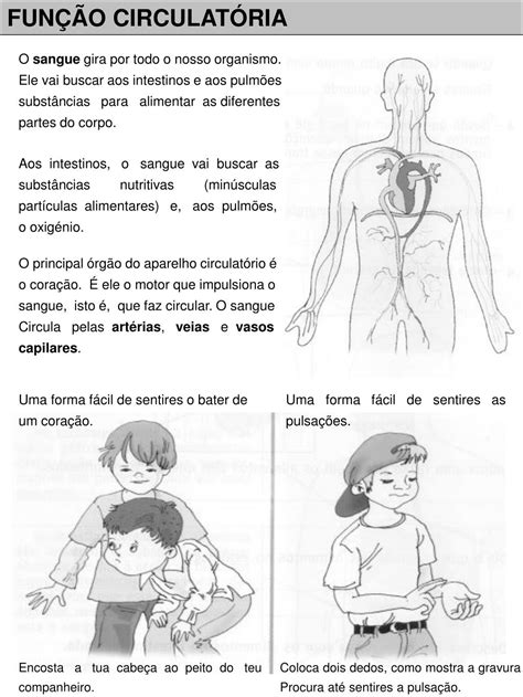 CORPO HUMANO ÓRGÃOS VITAIS E SUAS FUNÇÕES