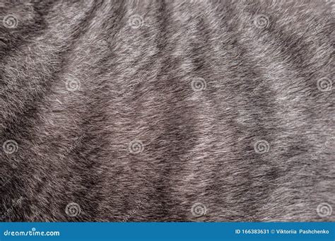 Fluffy Grey Tabby Cat Fur for Texture and Background Stock Image - Image of natural, abstract ...