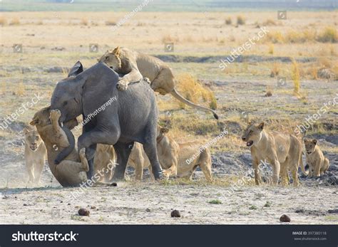 African Elephant Vs Lion