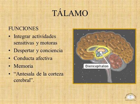 Resultado De Imagen Para Funcion Del Talamo Actividades Corteza