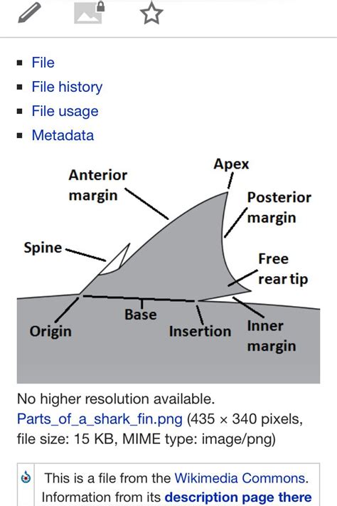 Anatomy of shark dorsal fin | Shark, Anatomy, Visual development